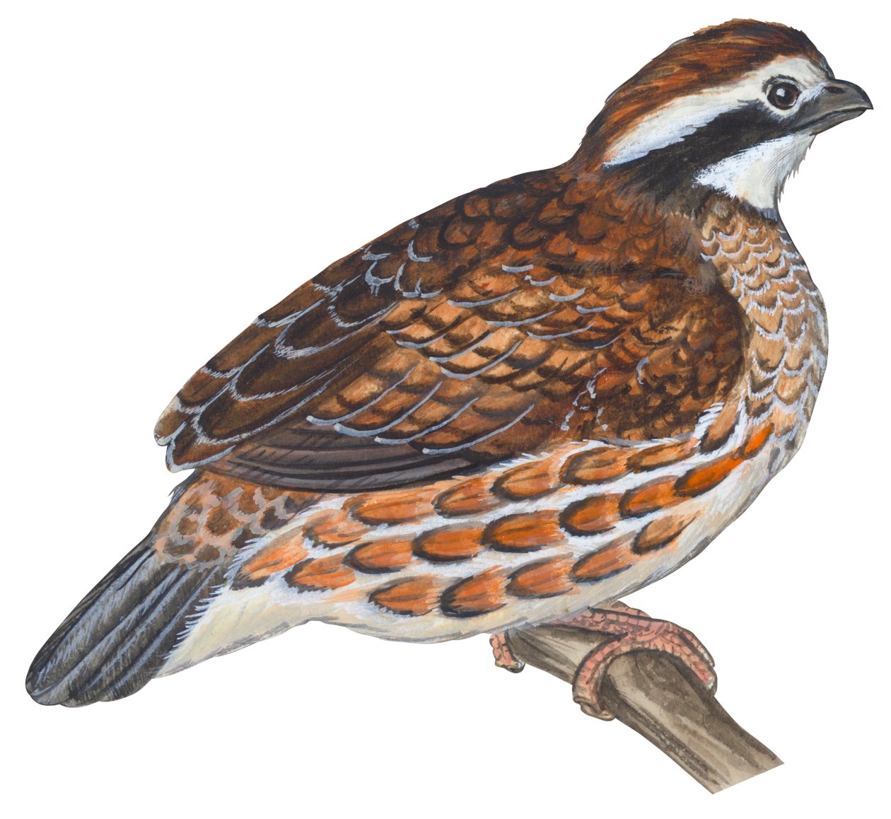 Colin de Virginia - Bobwhite (Colin virginianus) by Unbekannter Künstler