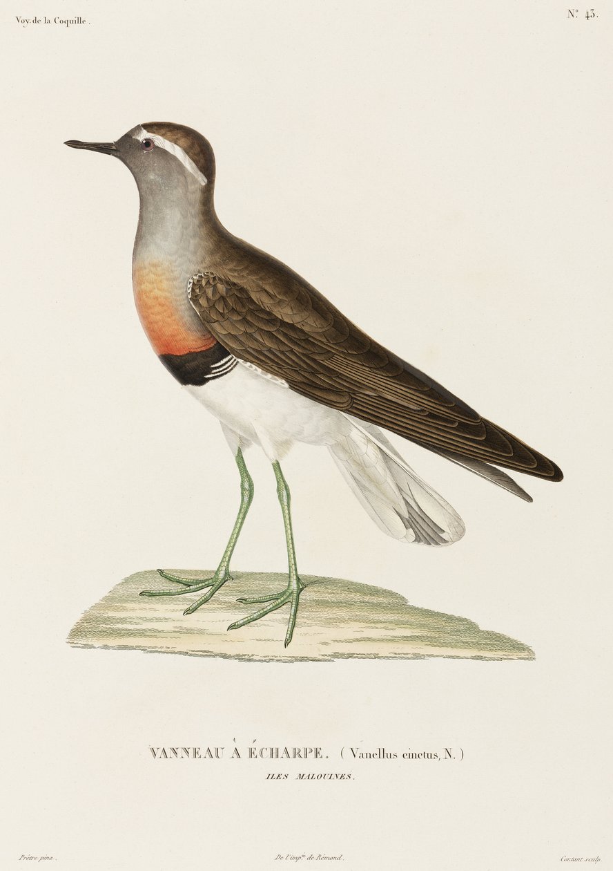 Yakalı cılıbıt, Falkland Adaları by Unbekannter Künstler