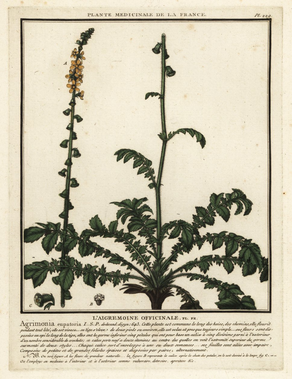 Ortak agrimony, Agrimonia eupatoria. by Unbekannter Künstler