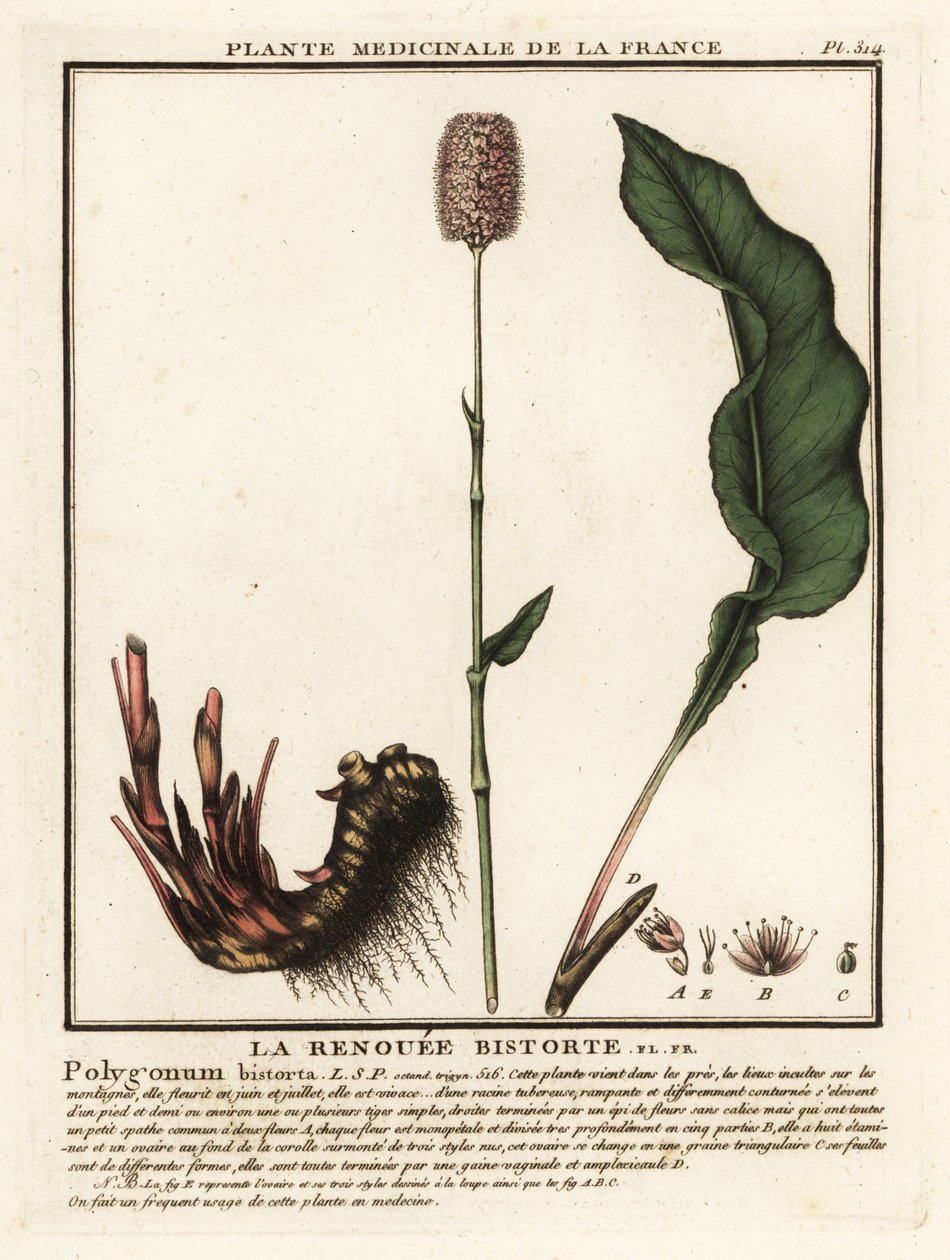 Adi bistort, Persicaria bistorta. by Unbekannter Künstler
