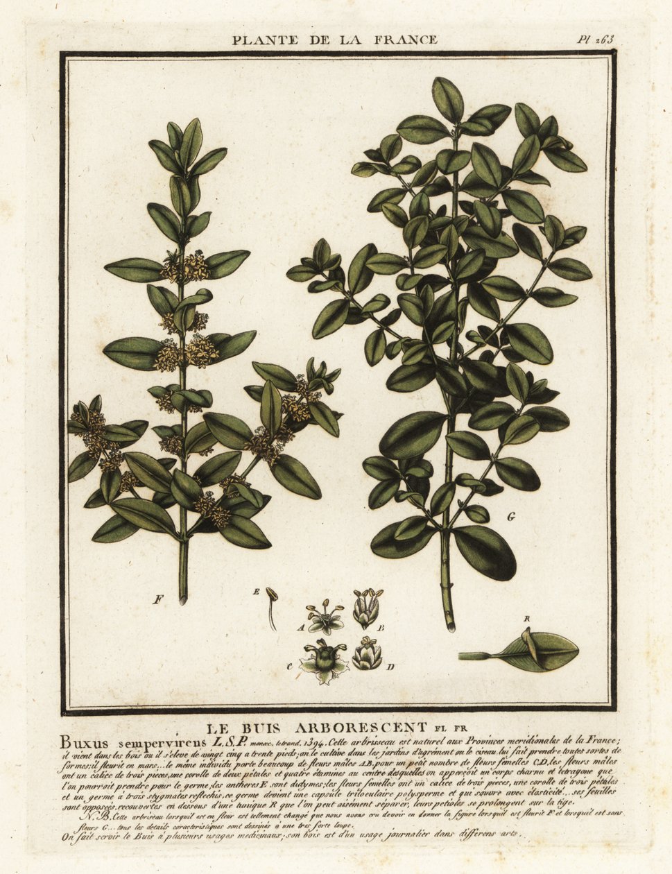 Ortak kutu, Buxus sempervirens. by Unbekannter Künstler