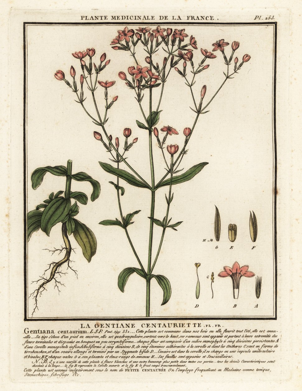 Ortak kantaron. Centaurium erythraea. by Unbekannter Künstler