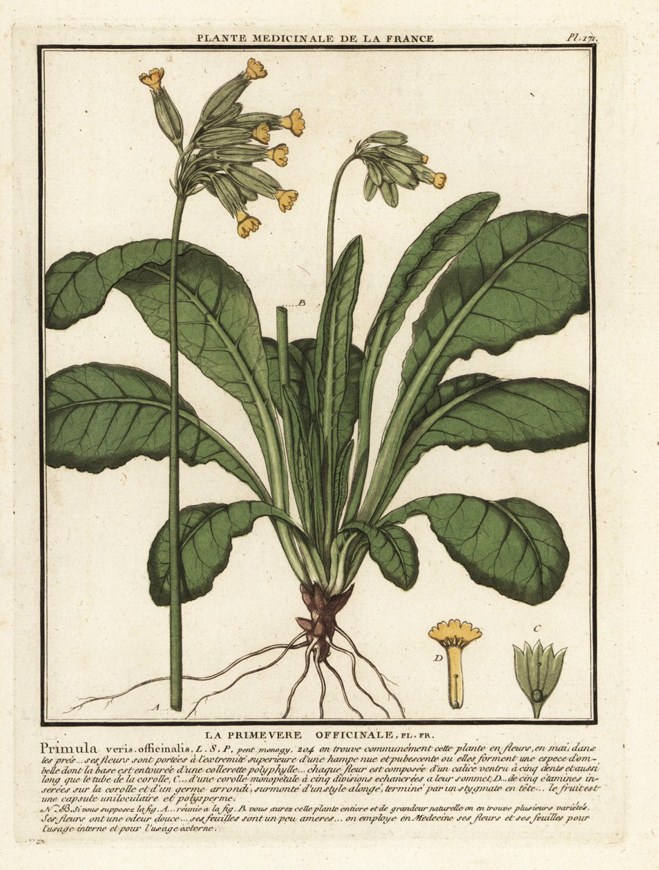 Yaygın kovboy veya çuha çiçeği, Primula veris. by Unbekannter Künstler