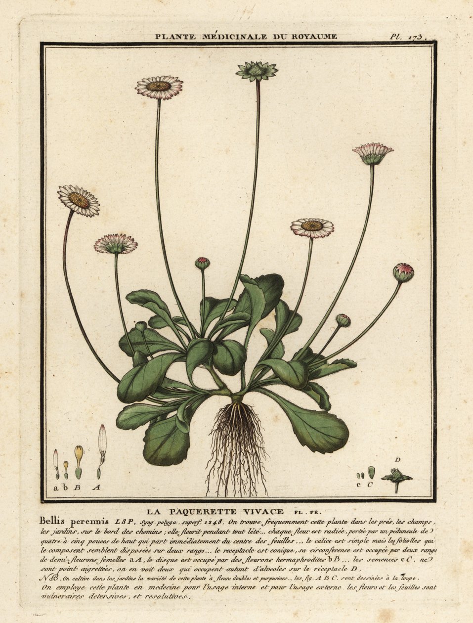Ortak papatya, Bellis perennis. by Unbekannter Künstler