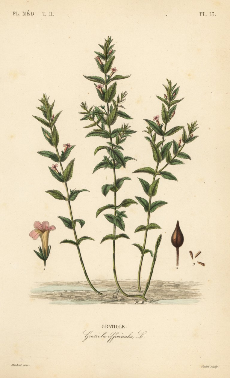 Ortak hedgehyssop veya lütuf otu, Gratiola officinalis, Gratiole by Unbekannt