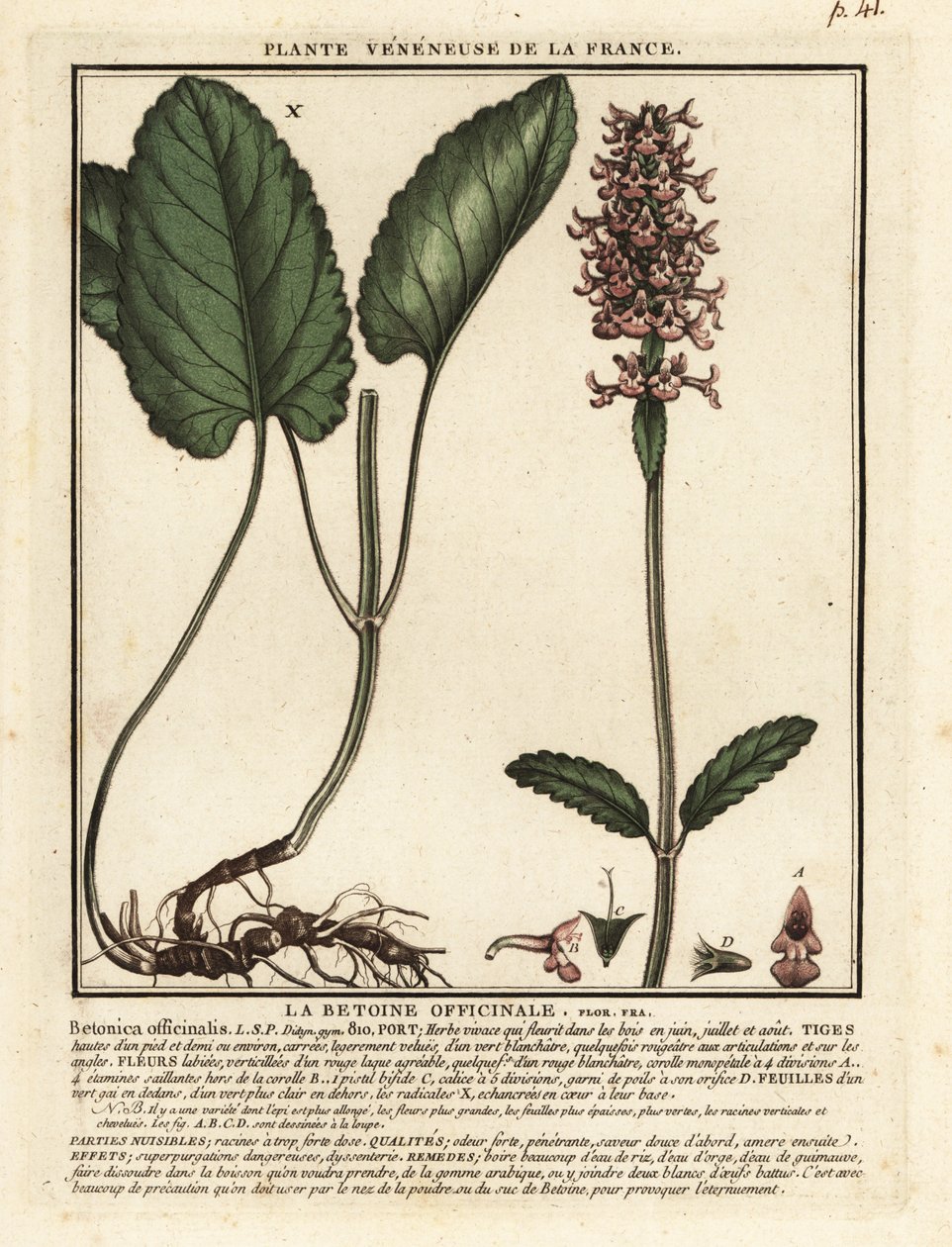 Ortak çalı, Stachys officinalis. by Unbekannter Künstler