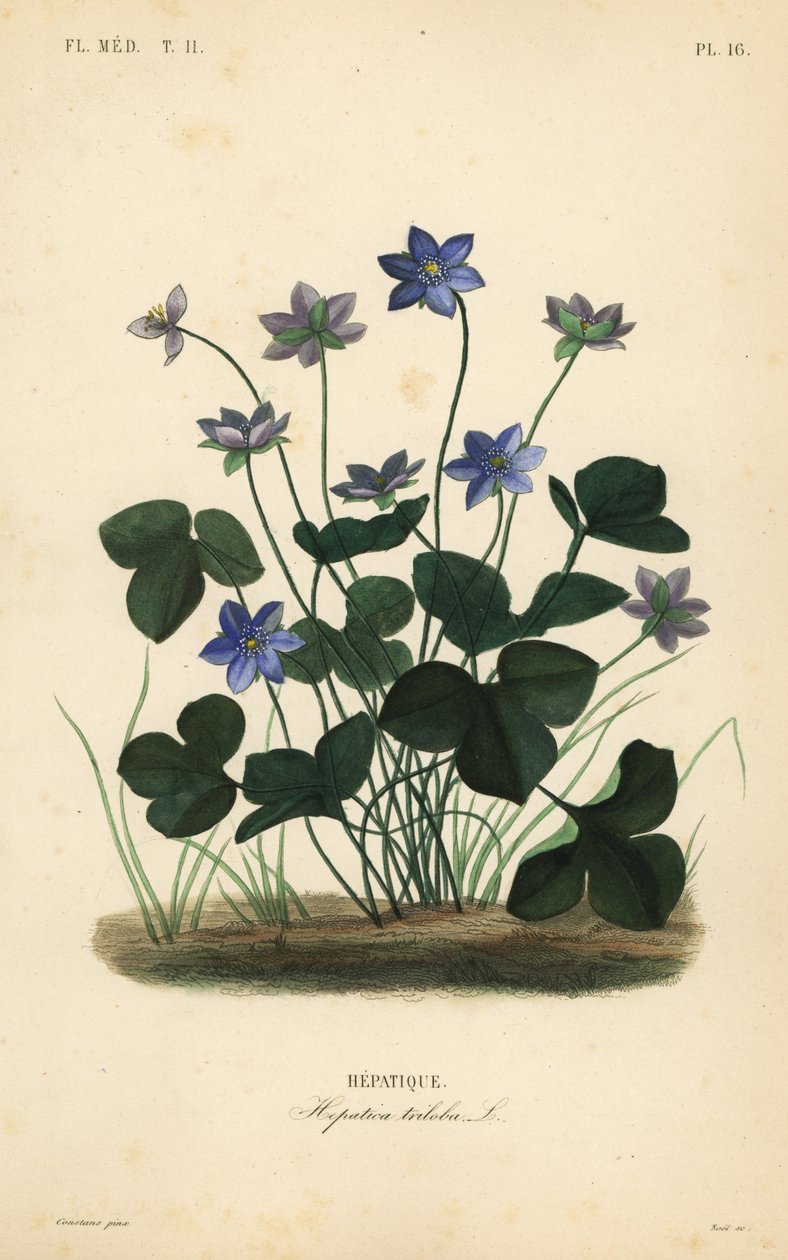 Yaygın hepatica veya ciğerotu, Anemone hepatica, Hepatica triloba, Hepatique by Unbekannt