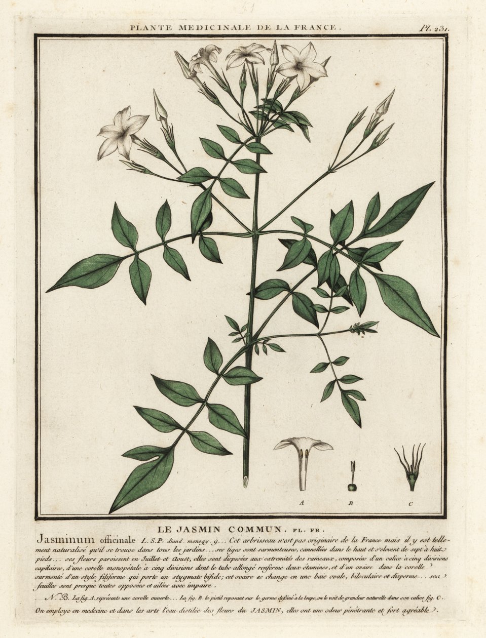 Ortak yasemin, Jasminum officinale. by Unbekannter Künstler