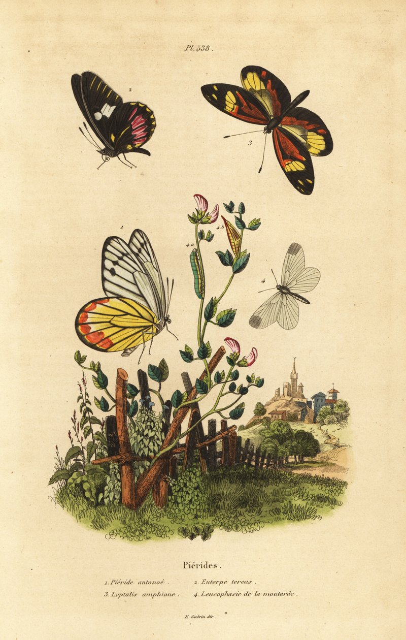 Ortak jezebel, Delias eucharis 1, sığır kalbi beyazı, Archonias brassolis 2, kaplan mimik beyazı, Dismorphia amphione 3, ahşap beyazı, Leptidea sinapis 4 by Unbekannt