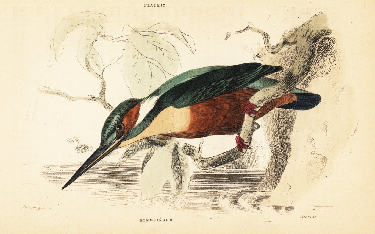 Adi yalıçapkını, Alcedo bu. 1889 (gravür) by Unbekannter Künstler