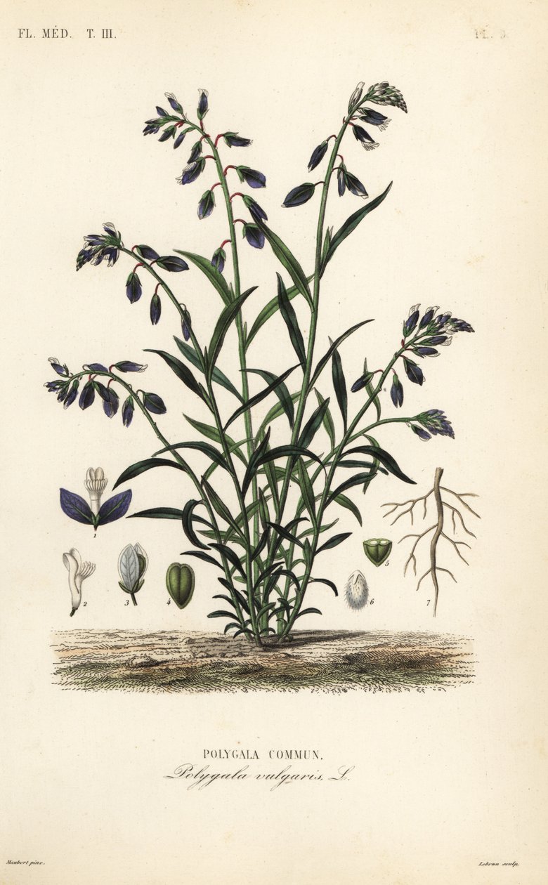 Ortak süt otu, Polygala vulgaris, Polygala commun by Unbekannt