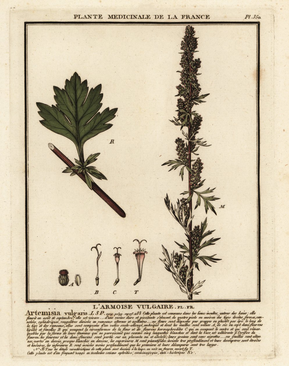 Ortak pelin, Artemisia vulgaris. by Unbekannter Künstler