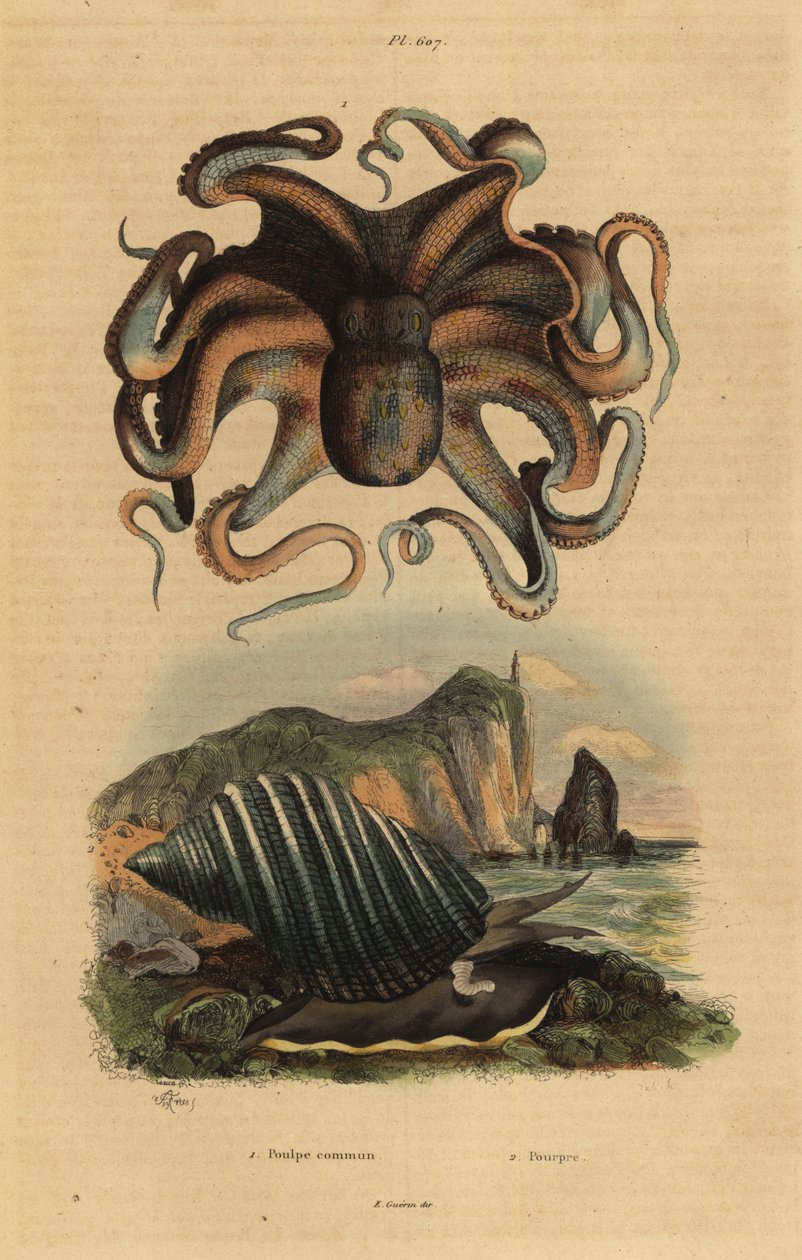 Adi ahtapot, Ahtapot vulgaris 1 ve deniz salyangozu, Dicathais orbita 2 by Unbekannt