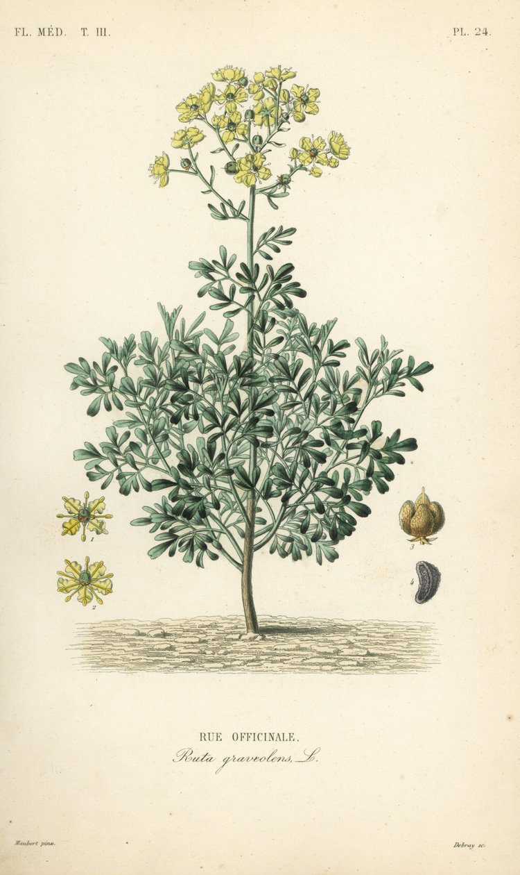 Ortak rue veya lütuf otu, Ruta graveolens, Rue officinale by Unbekannt
