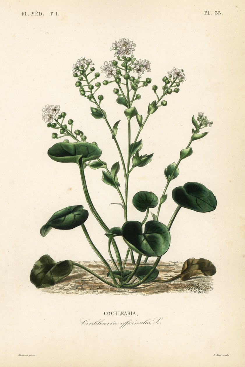 Yaygın iskorbüt otu veya kaşık otu, Cochlearia officinalis, Cochlearia by Unbekannt