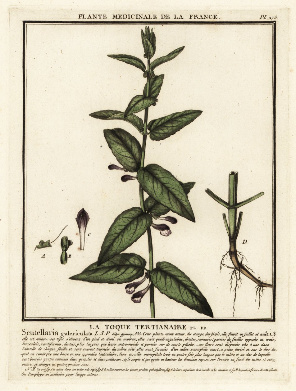 Ortak takke, Scutellaria galericulata. by Unbekannter Künstler