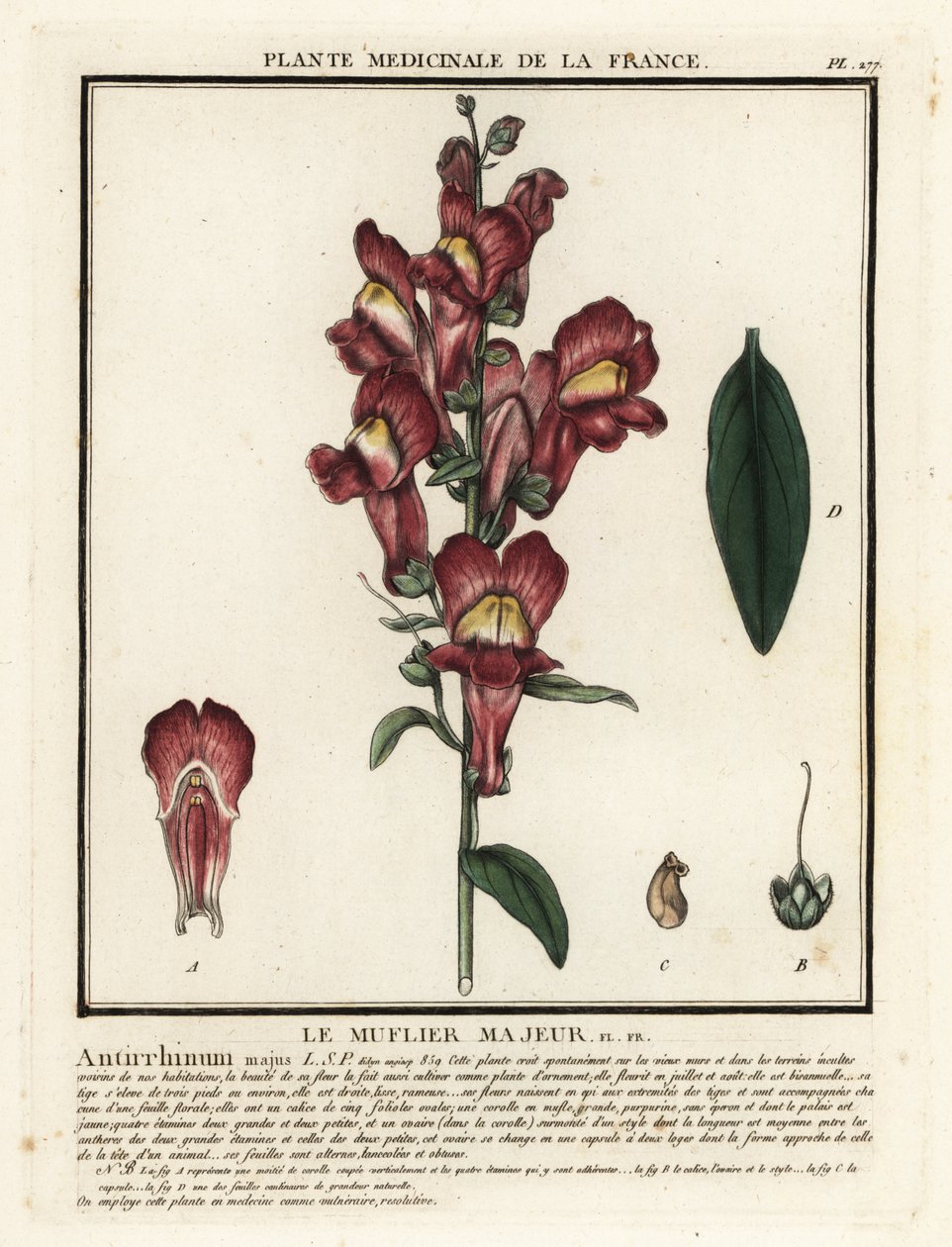 Ortak aslanağzı, Antirrhinum majus. by Unbekannter Künstler