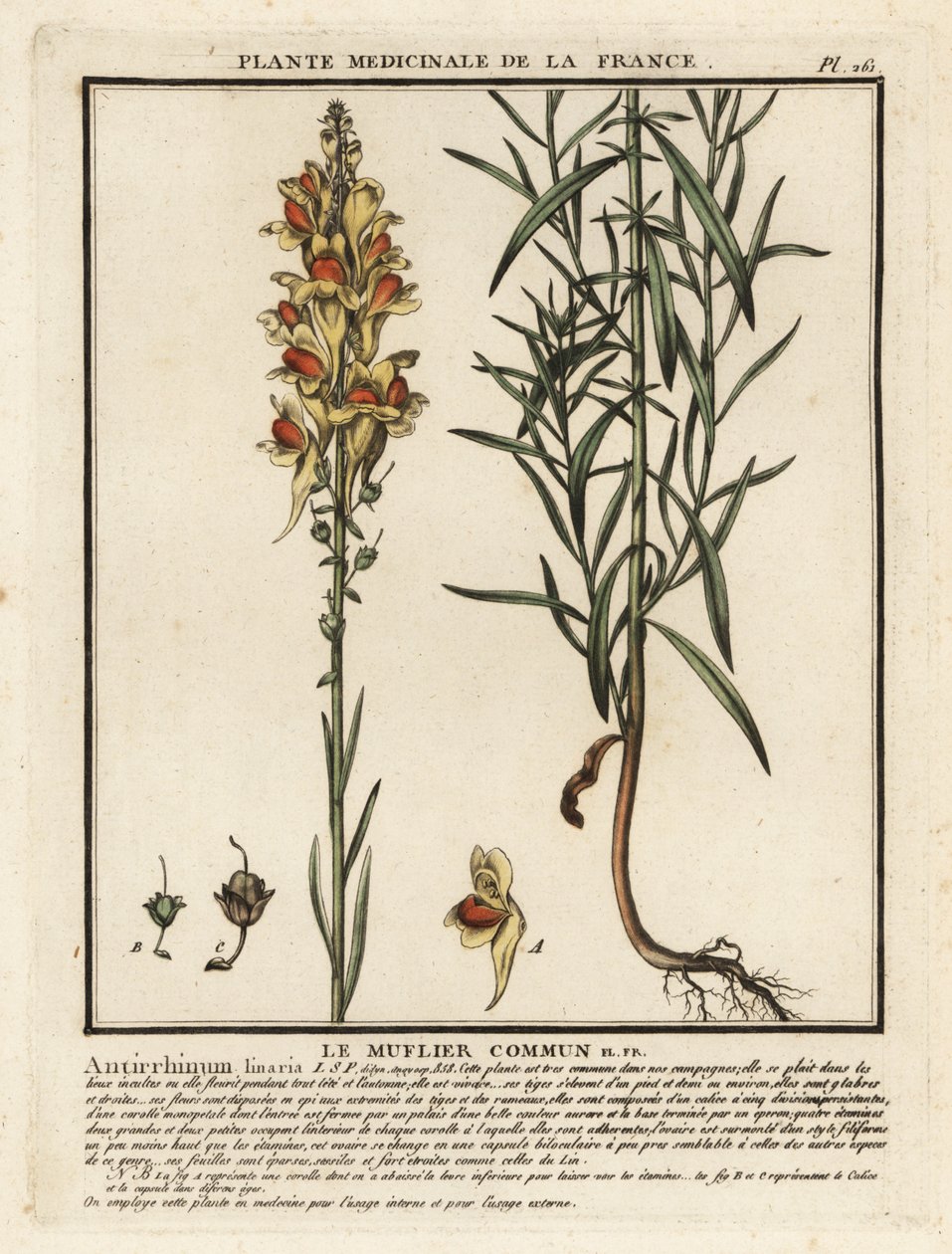 Ortak karakurbağası, Linaria vulgaris. by Unbekannter Künstler