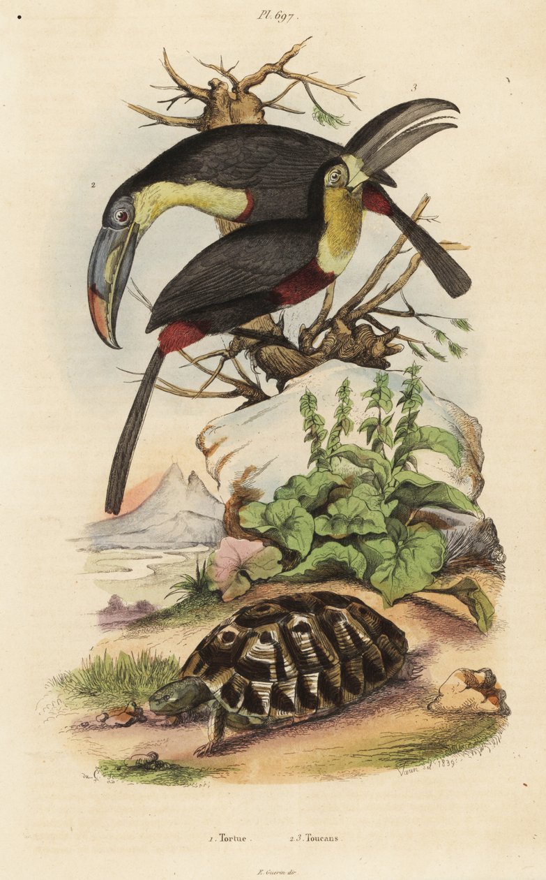 Adi kaplumbağa, Testudo graeca 1, kükürt göğüslü tukan, Ramphastos sülfüratus 2 ve beyaz boğazlı tukan, Ramphastos tucanus 3, Tortue, Toucanlar by Unbekannt