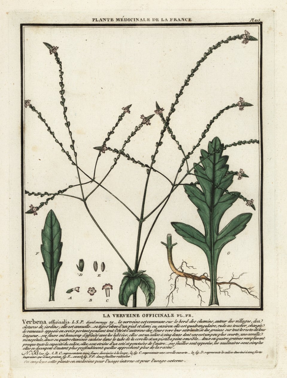 Ortak mine çiçeği, Verbena officinalis. by Unbekannter Künstler