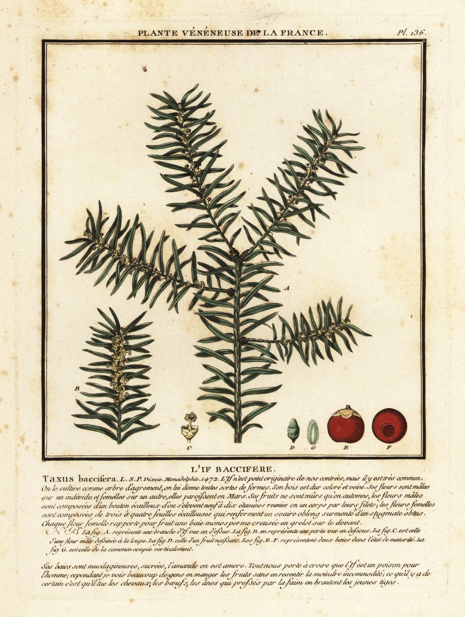 Ortak porsuk veya İngiliz porsuğu, Taxus baccata. by Unbekannter Künstler