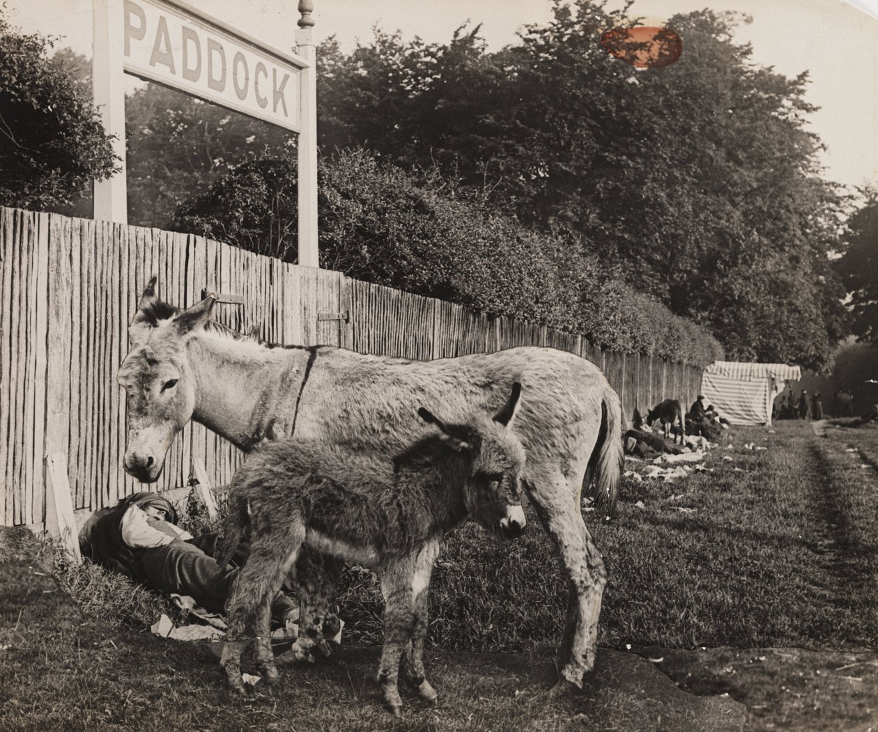 İki eşeğin birleşimi, c 1909 by Unbekannt