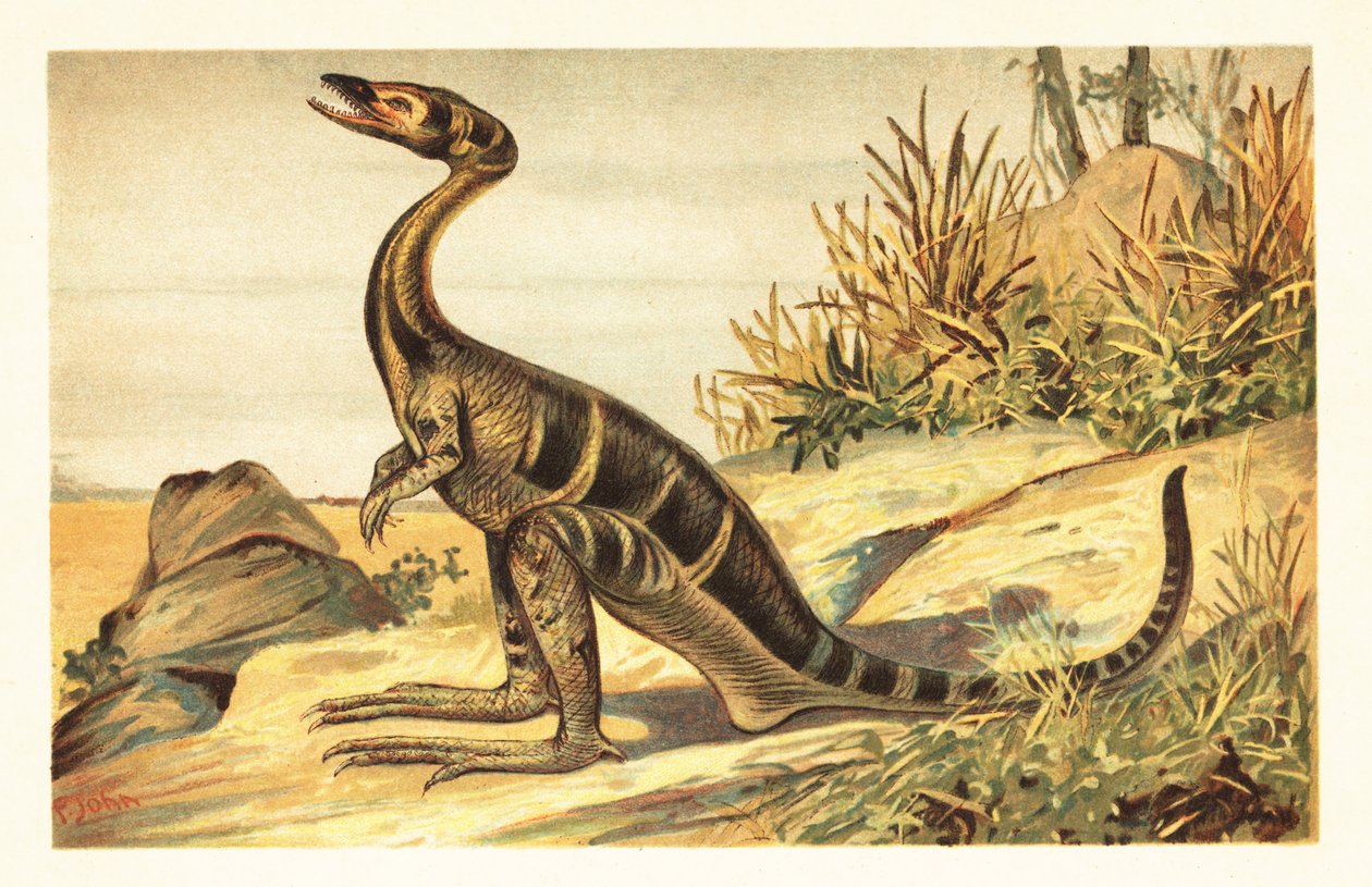 Compsognathus longipes, soyu tükenmiş küçük, etçil theropod. 1908 (litografi) by Unbekannter Künstler
