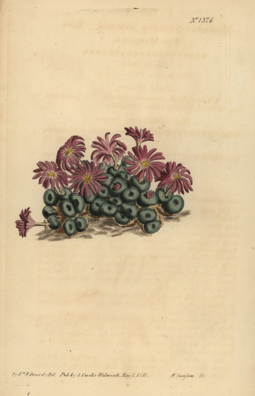 Conophytum akarı (Küçük incir-kadife çiçeği, Mesembryanthemum minutum) by Unbekannt