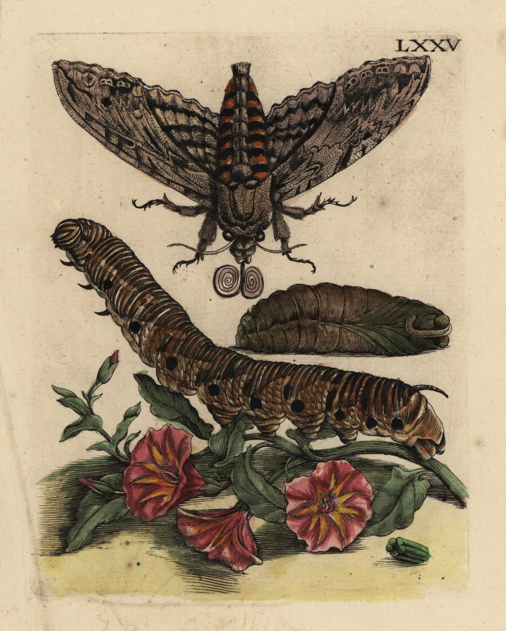 Convolvulus şahin güvesi, Agrius convolvuli, tırtıl ve tarla gündüzsefası olan pupa, Convolvulus arvensis LXXV by Unbekannt