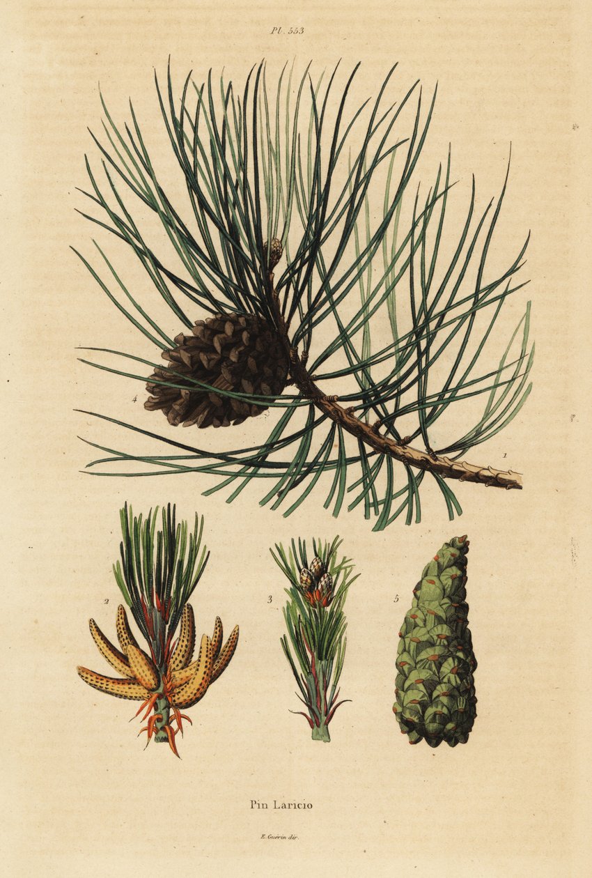 Korsikalı çam ağacı, Pinus nigra subsp by Unbekannt