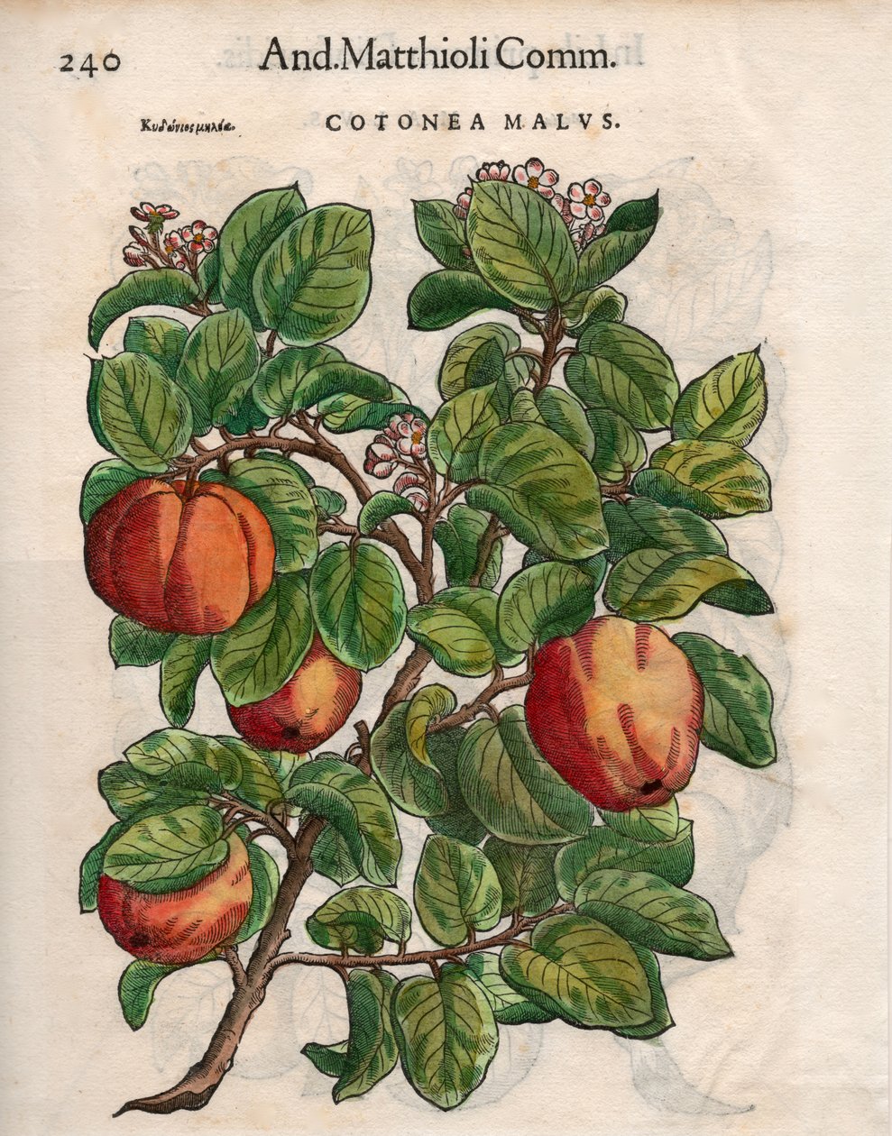 Cotonea Malvs. Pietro Andrea Mattioli