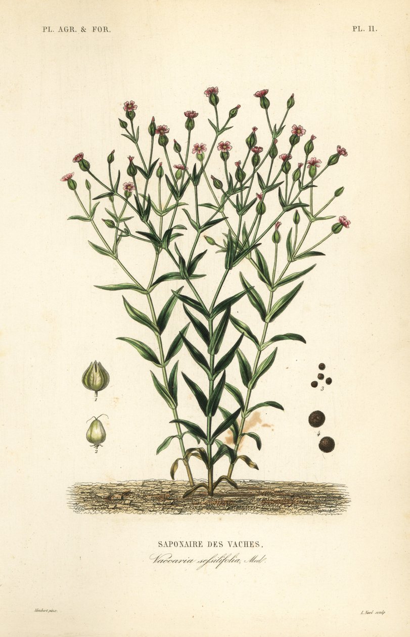 İnek otu, Vaccaria hispanica, Vaccaria sessilifolia, Saponaire des Vaches by Unbekannt