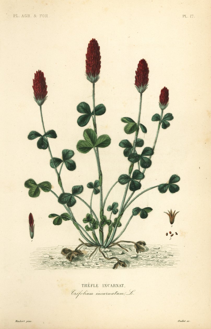 Kızıl yonca veya İtalyan yoncası, Trifolium incarnatum, Trefle incarnat by Unbekannt