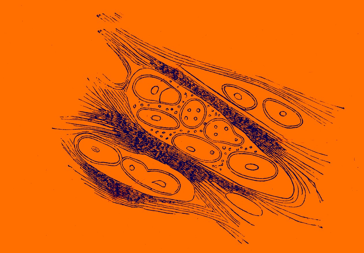 by Unbekannter Künstler