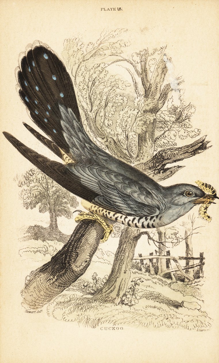Cuckoo, Cuculus canorus, gagasında tırtıl var. 1889 (gravür) by Unbekannter Künstler