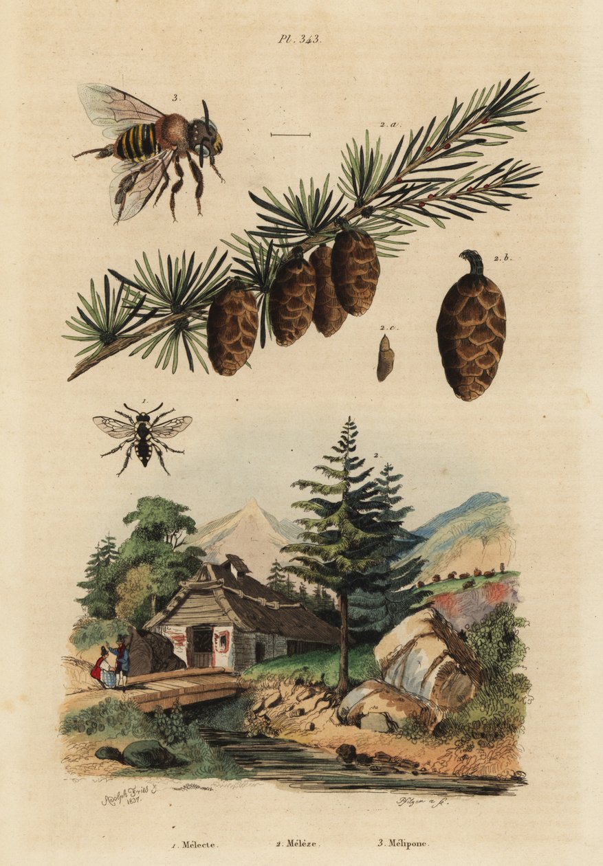 Guguklu arı, Melecta albifrons 1, Avrupa karaçam ağacı, Larix decidua 2 ve iğnesiz melipona bal arısı, Melipona favosa 3 by Unbekannt