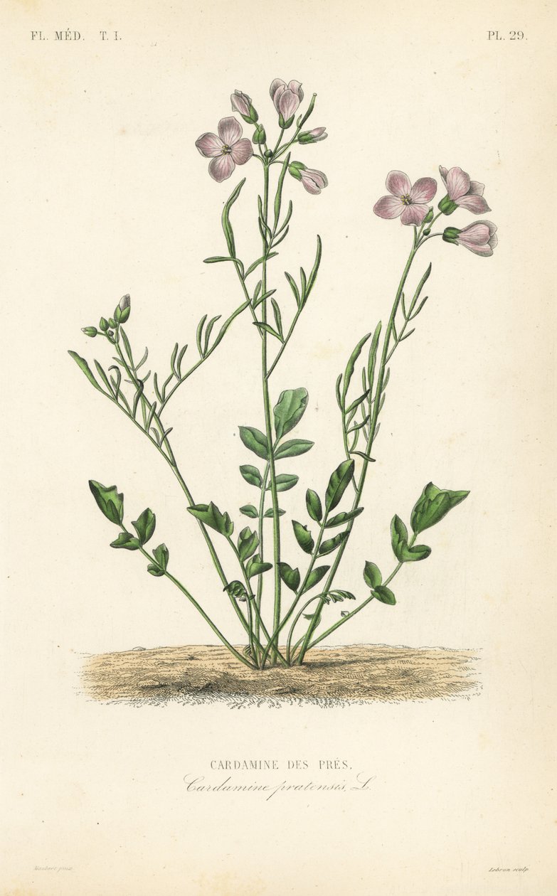 Cuckooflower, Cardamine pratensis, Cardamine des pres by Unbekannt