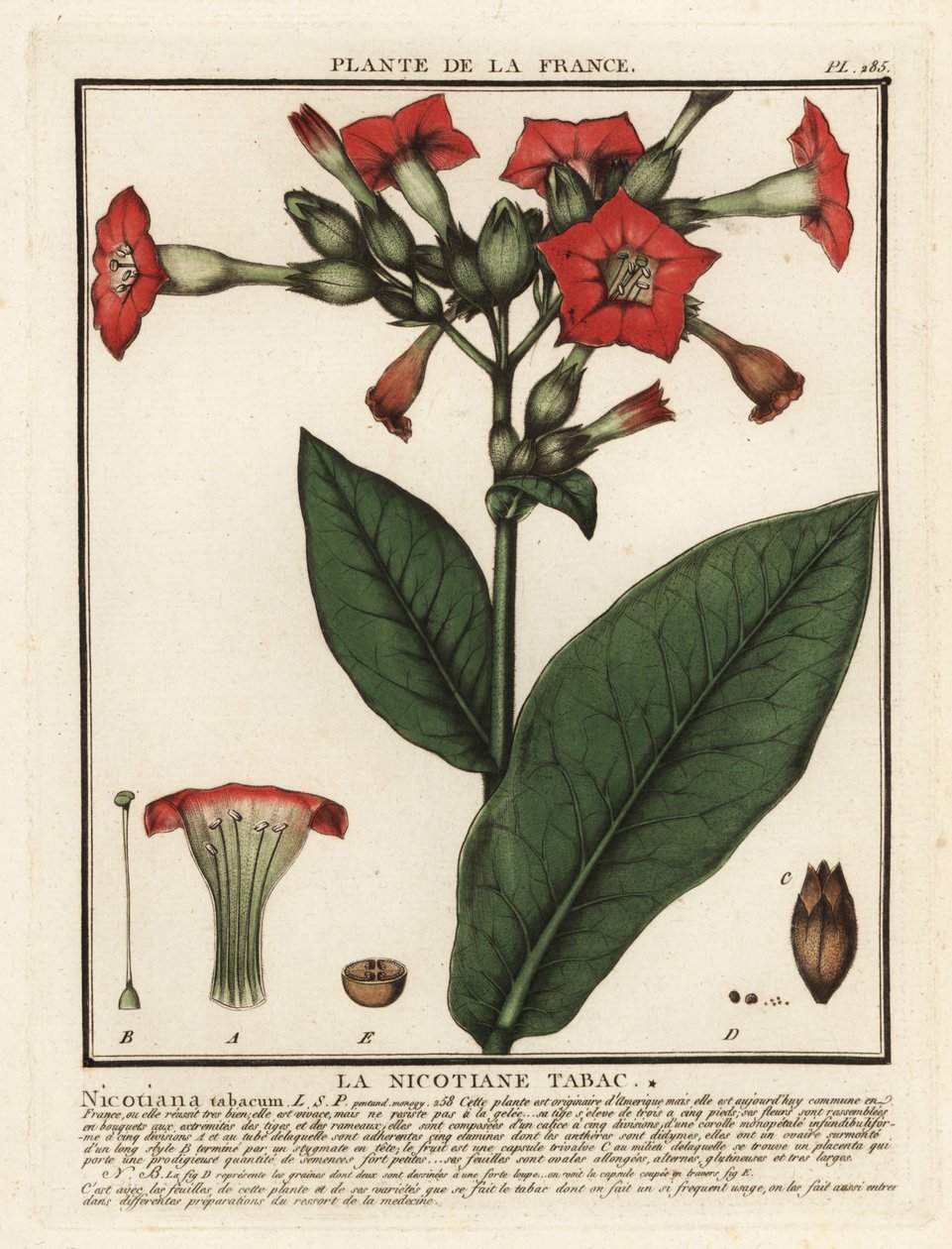 Ekili tütün, Nicotiana tabacum. by Unbekannter Künstler