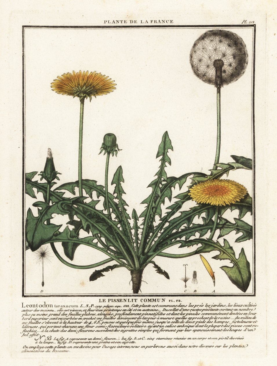 Karahindiba, Taraxacum campylodes. by Unbekannter Künstler