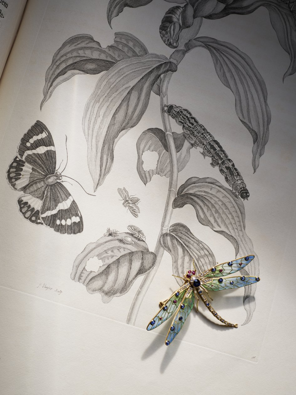 Maria Sibylla Merian tarafından 