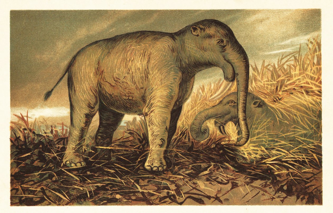 Deinotherium giganteum, günümüzün büyük tarih öncesi akrabası 1908 (litografi) by Unbekannter Künstler