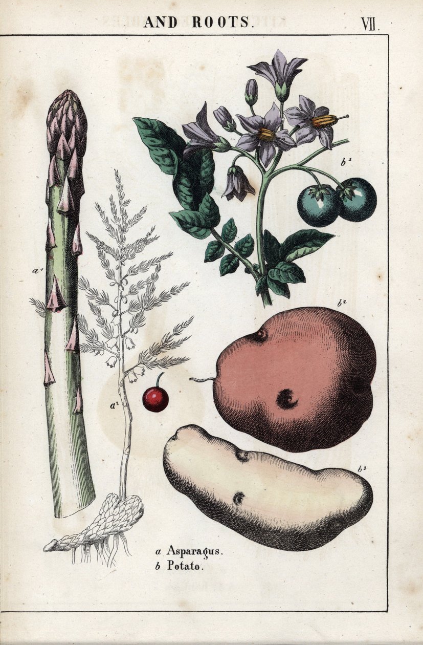 Tanımlayıcı pano: yeşil kuşkonmaz ve patates. Charlotte Mary Yonge (1823-1901) tarafından 1858 yılında Edinburgh
