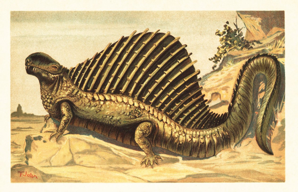 Üzerinde belirgin sinirsel omurga yelkeniyle Dimetrodon limbatus 1908 (litografi) by Unbekannter Künstler