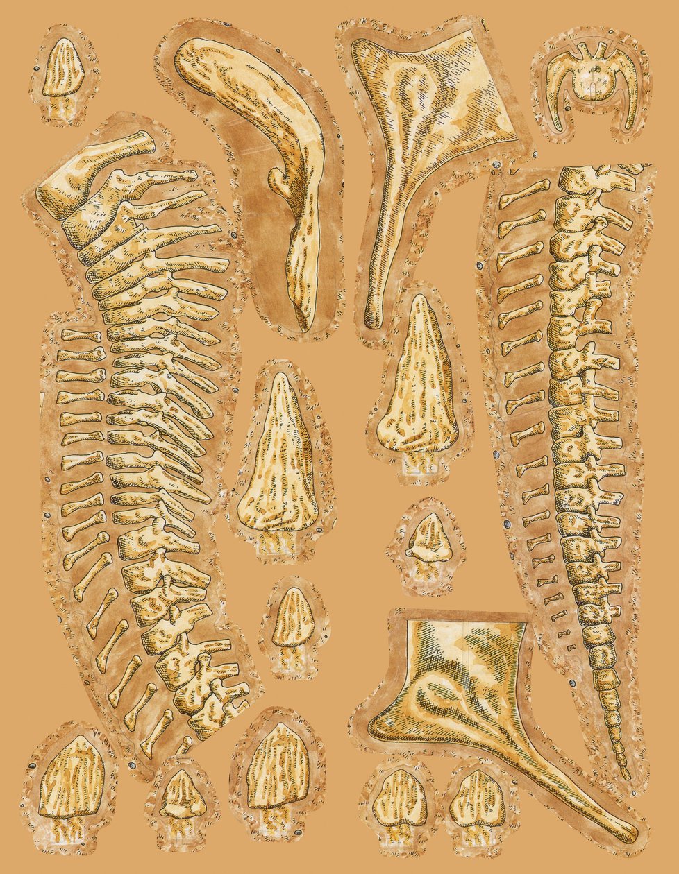 Renkli arka planda dinozor kemikleri, yakın çekim by Unbekannt
