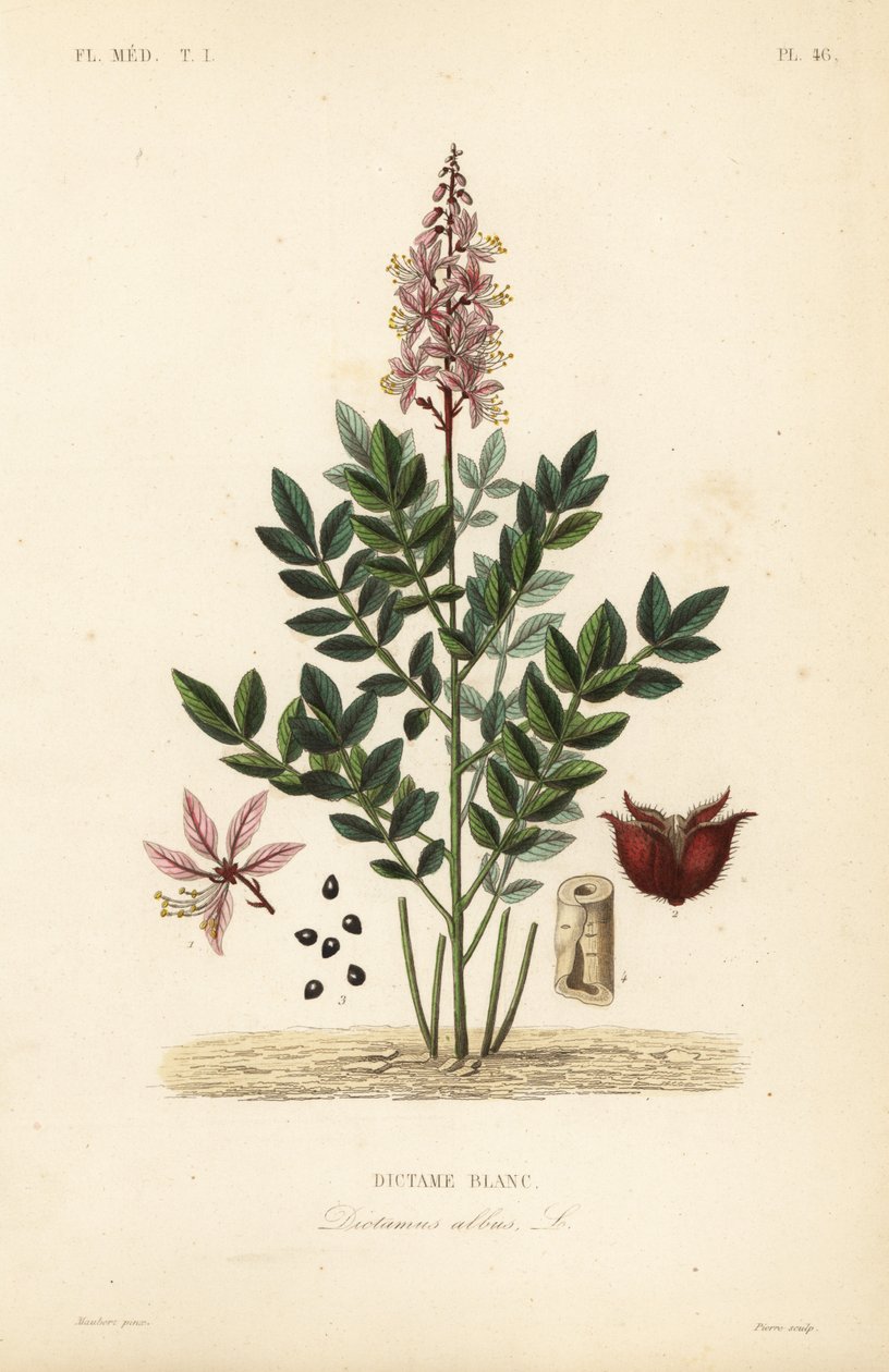 Dittany, Dictamnus beyaz, Diktame by Unbekannt