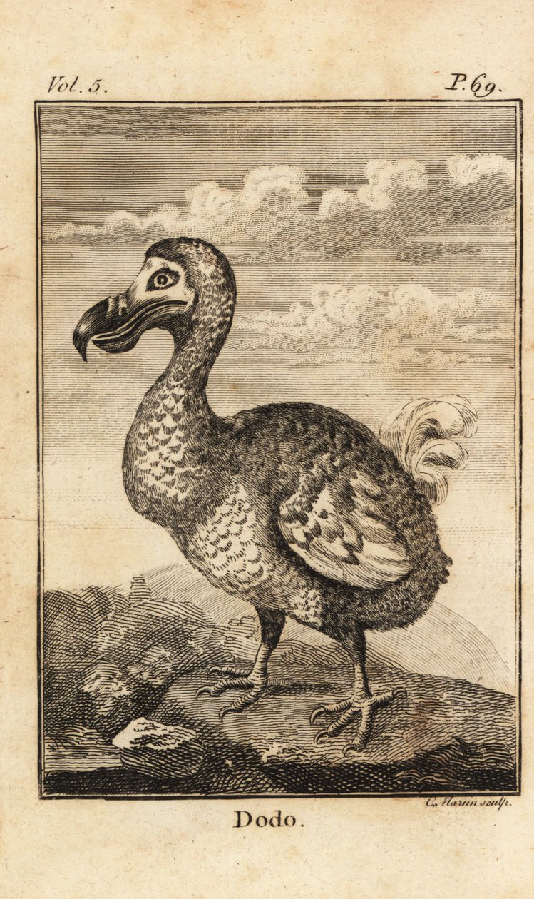 Dodo, Raphus cucullatus, soyu tükenmiş kuş by Unbekannt