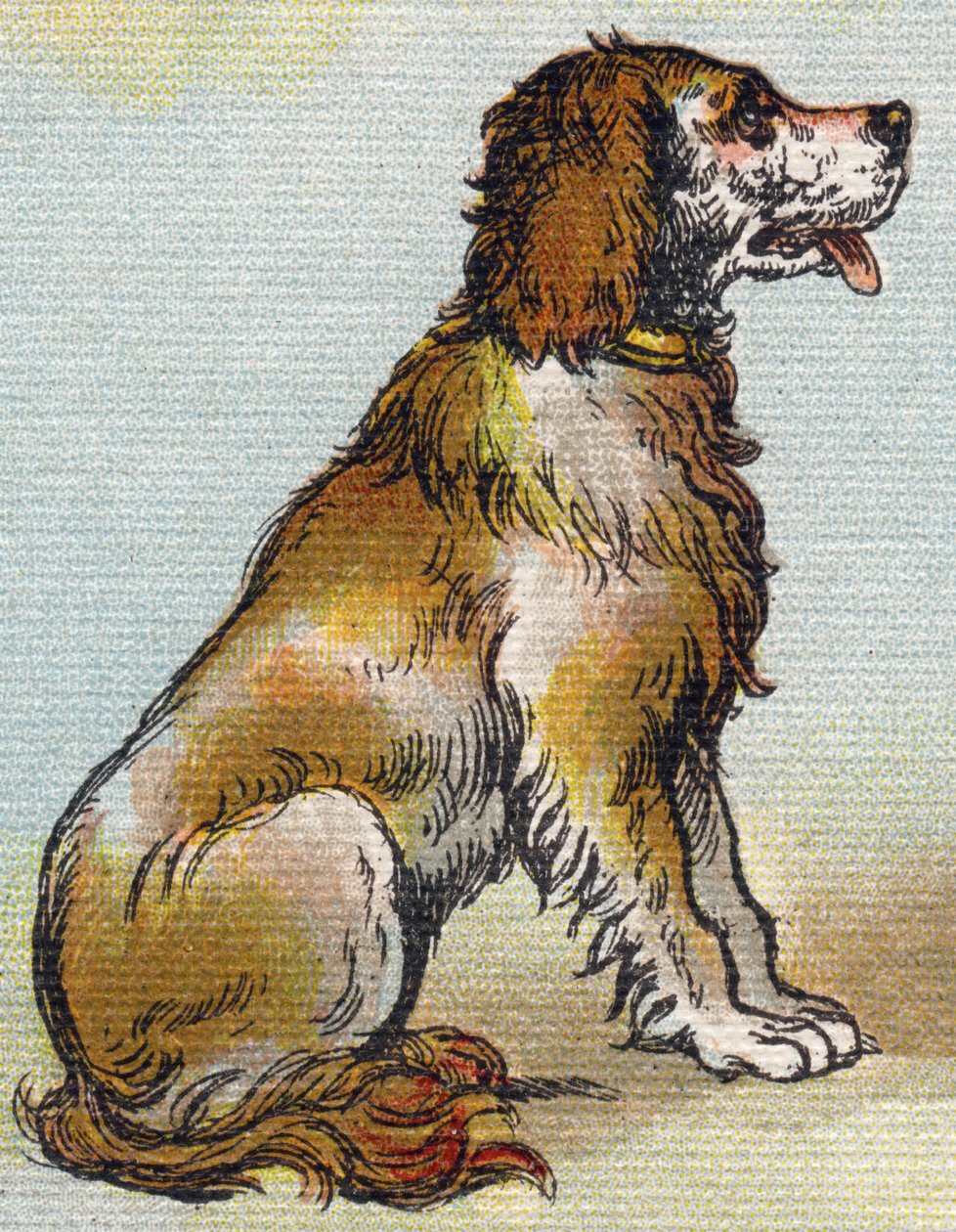 Köpek. "Alphabet de ma petite fille" gravürü. Bernardin-Bechet ve Fils, kitapçı-yayıncılar, Paris, 1895 civarı. Tuval üzerine kırılmaz albüm. Bibliotheque des Bebes. 12 sayfa. Bir okuma yöntemi ve açıklayıcı bir abecedary içeren albüm. Karartma: 29,5 by Unbekannt