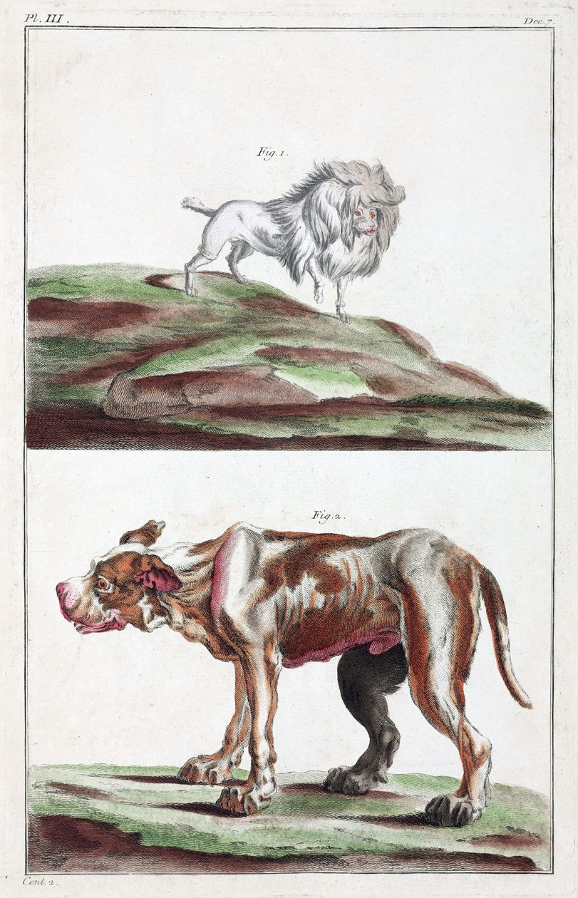 köpekler by Unbekannt
