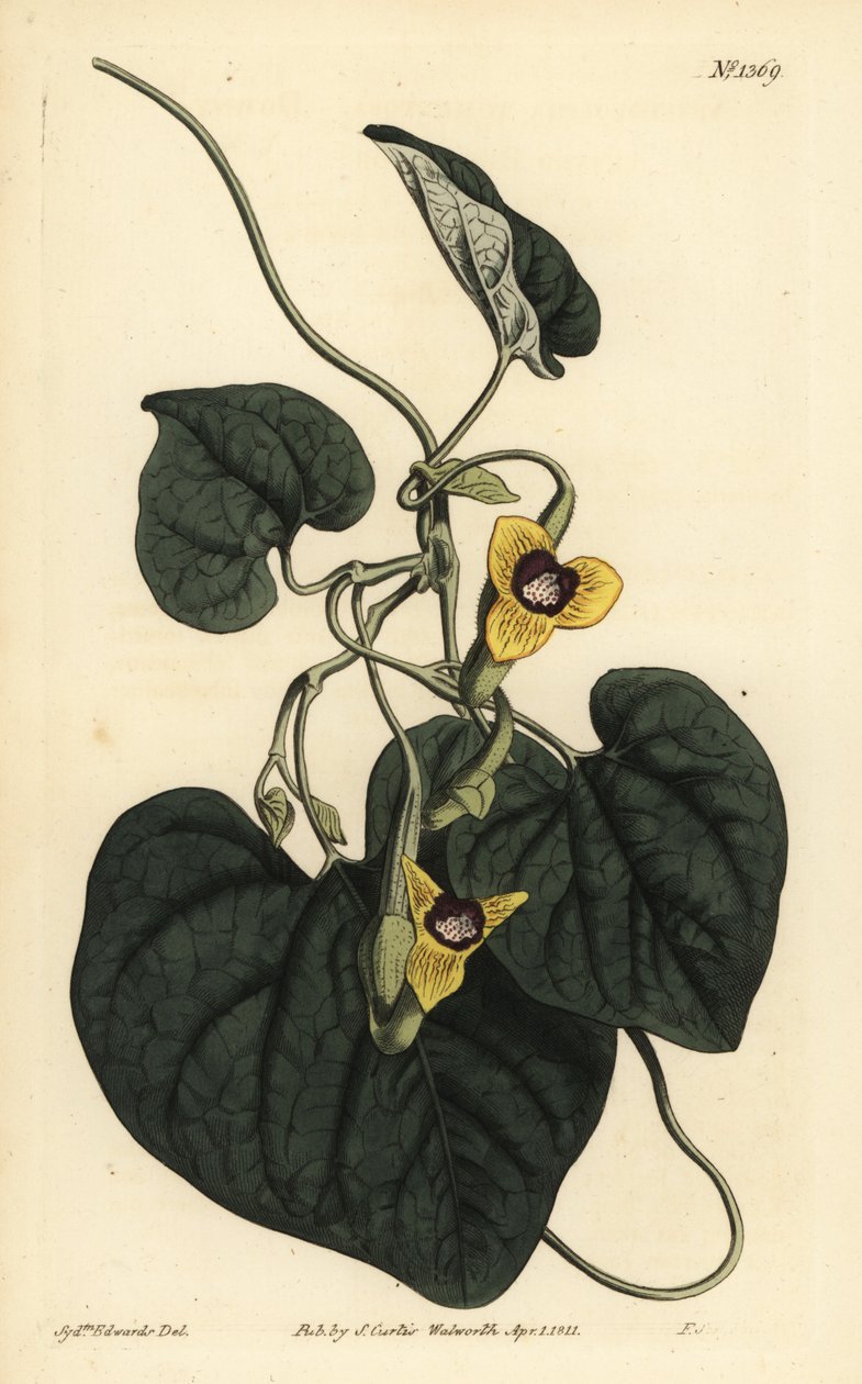 Tüylü otu, Aristolochia tomentosa by Unbekannt