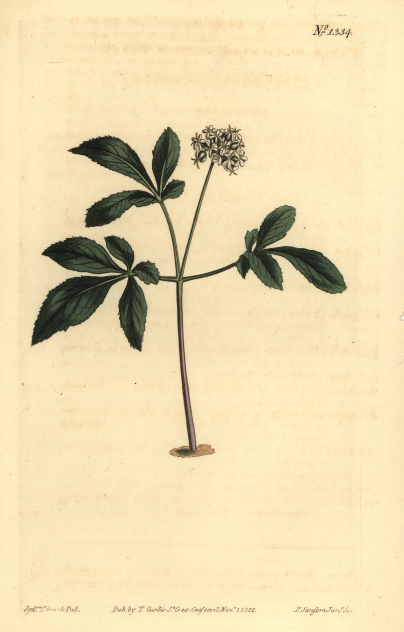 Cüce ginsengi, Panax trifolius by Unbekannt